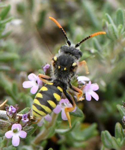Nomada sexfasciata